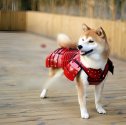 samurai-pet-armor-cat-dog-1.jpg