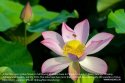 ~Lotus.Guangxi.6.jpg