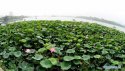 ~Lotus.Festival.Shandong.2.jpg