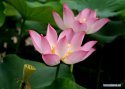 ~Lotus.Festival.Shandong.3.jpg