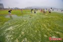 ~Qingdao.algae.boom.1.jpg