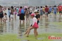 ~Qingdao.algae.boom.5.jpg