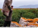 ~Marigold.Bole.Xinjiang.1.jpg