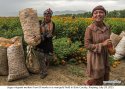 ~Marigold.Bole.Xinjiang.2.jpg