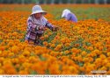 ~Marigold.Bole.Xinjiang.3.jpg