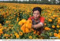 ~Marigold.Bole.Xinjiang.4.jpg