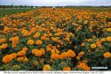 ~Marigold.Bole.Xinjiang.5.jpg