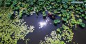 ~Lotus.harvesting.Tuying.village.Changxing.Zhejiang.4.jpg