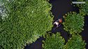 ~Lotus.harvesting.Tuying.village.Changxing.Zhejiang.5.jpg