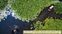 ~Lotus.harvesting.Tuying.village.Changxing.Zhejiang.6.jpg