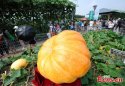 ~Changchun.Agri.Expo.Jilin.3.jpg