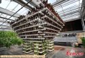 ~Changchun.Agri.Expo.Jilin.7.vege.sculpture.jpg