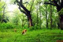 ~Mazhou.Forest.Taihe.Ji'an.Jiangxi.4.jpg