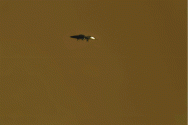 17439140689815297.gif