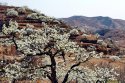 Zhaogezhuang-village,Funing-county,Hebei.(1).pear-blossom.jpg