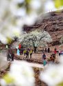 Zhaogezhuang-village,Funing-county,Hebei.(4).pear-blossom.jpg