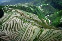 Terrace-fields.(7).Longji-Township,Longsheng-County,Guangxi-Zhuang_10Apr2016.jpg