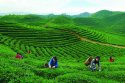 Wanli-district,Nanchang,Jiangxi.(2).Tea-garden.jpg