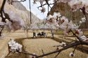 Xinjiang,Pamir-Plateau.(1).apricot-flower,Tajik-farmers.jpg