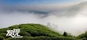 Mian-county,Shaanxi.(2).tea-plantation.jpg