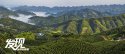 Mian-county,Shaanxi.(3).tea-plantation.jpg