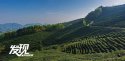 Mian-county,Shaanxi.(5).tea-plantation.jpg