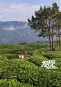 Mian-county,Shaanxi.(6).tea-plantation.jpg