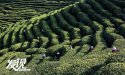 Mian-county,Shaanxi.(7).tea-plantation.jpg