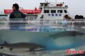 Sturgeons,Yangtze-River,Yichang,Hubei.(3).jpg