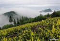 Longchi-mountain,Junlian-County,Sichuan.(1).tea-plantation,27Apr2016.jpg