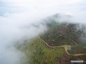 Longchi-mountain,Junlian-County,Sichuan.(2).tea-plantation,27Apr2016.jpg