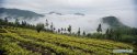 Longchi-mountain,Junlian-County,Sichuan.(3).tea-plantation,27Apr2016.jpg