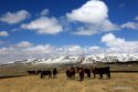 Shandan-Horse-Farm,Zhangye,Gansu.(1).snow.26Apr2016.jpg