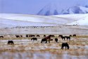 Shandan-Horse-Farm,Zhangye,Gansu.(2).snow.26Apr2016.jpg