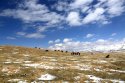 Shandan-Horse-Farm,Zhangye,Gansu.(4).snow.26Apr2016.jpg