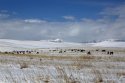 Shandan-Horse-Farm,Zhangye,Gansu.(5).snow.26Apr2016.jpg