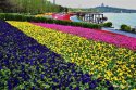 Tangshan-Horticultural-Expo-2016.(4).blooming-flowers.jpg