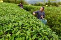 Tea-plantations-around-Sangyuan-reservoir,Fuding,Fujian.(4).8May2016.jpg