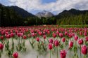 Xinjiang,Tacheng-prefecture.(1).Wusu-city,tulip blossom.15Jun2014.jpg