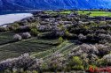 Nyingchi,Tibet.(5).Fairyland-on-earth.jpg