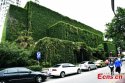 Nanjing-University,Jiangsu.(1).Boston-ivy-cover-building.jpg