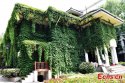 Nanjing-University,Jiangsu.(2).Boston-ivy-cover-building.jpg