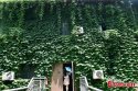 Nanjing-University,Jiangsu.(4).23May2016.Boston-ivy-cover-building.jpg