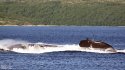 Pr.671RTMK (NATO Victor III) Obninsk #SSN surfacing in Kola Bay,Barents on 30.7.2017.jpg