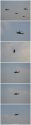 Z-10A formation.jpg