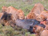 Lion pride with wildebeest kill Tanzania Africa - travel world time zones