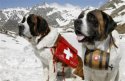 st-beranard-dogs-tradition-photos1.jpg