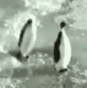 penguin-trip.gif