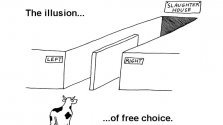 illusion of free choice.jpg