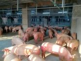 China - 26 floor pig farm 2.jpg